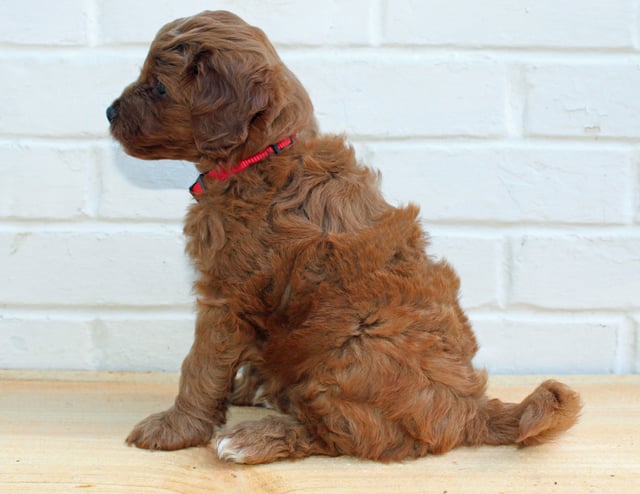 Henry is an F1BB Goldendoodle that should have  and is currently living in Pennsylvania 