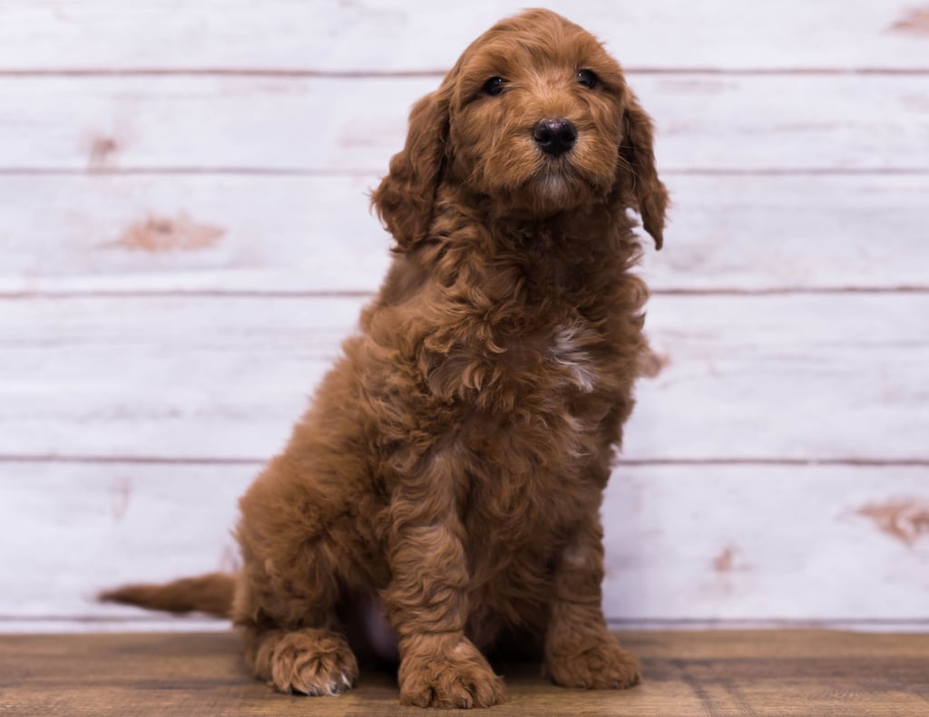 Hickory came from Hickory and Scout's litter of F1B Goldendoodles