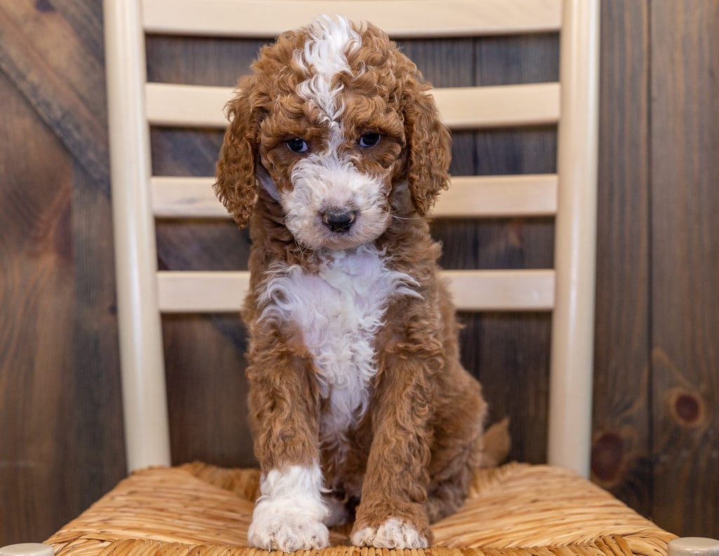 Liam came from Berkeley and Scout's litter of F1B Goldendoodles