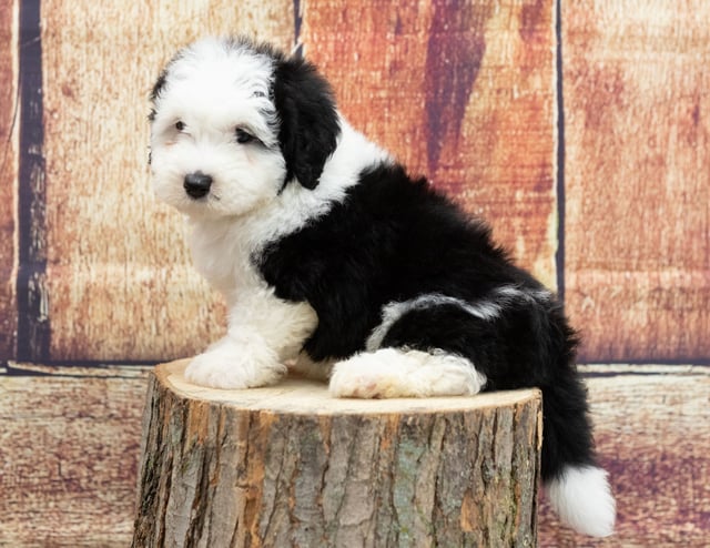 Ugo is an F1 Sheepadoodle that should have  and is currently living in New York