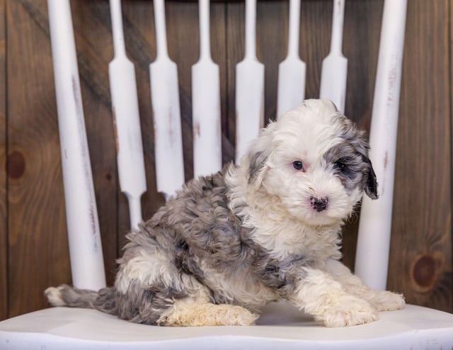 A picture of a Hero, one of our Mini Sheepadoodles puppies that went to their home in South Carolina