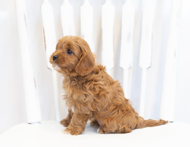 Nelly came from Bella and Reggie's litter of F1 Cavapoos