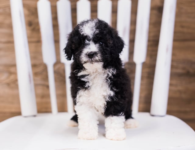 A picture of a Quinny, one of our Petite Sheepadoodles puppies that went to their home in Nebraska