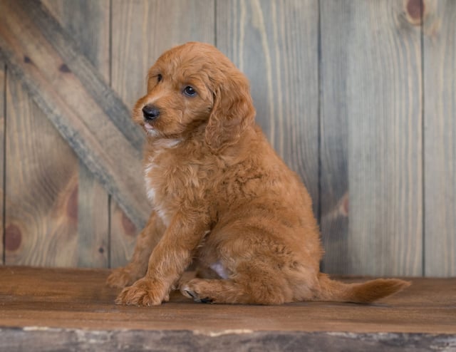Bear is an F1B Goldendoodle that should have  and is currently living in Illinois