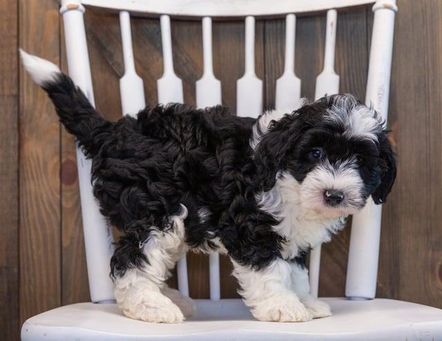 A picture of a Prince, one of our Mini Sheepadoodles puppies that went to their home in Minnesota