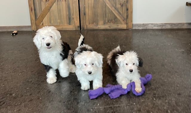 A litter of Mini Sheepadoodles raised in Iowa by Poodles 2 Doodles