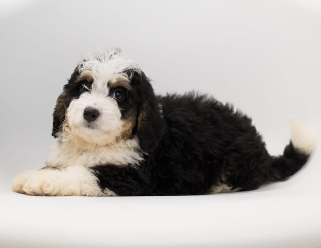 Another great picture of Fox, a Bernedoodles puppy