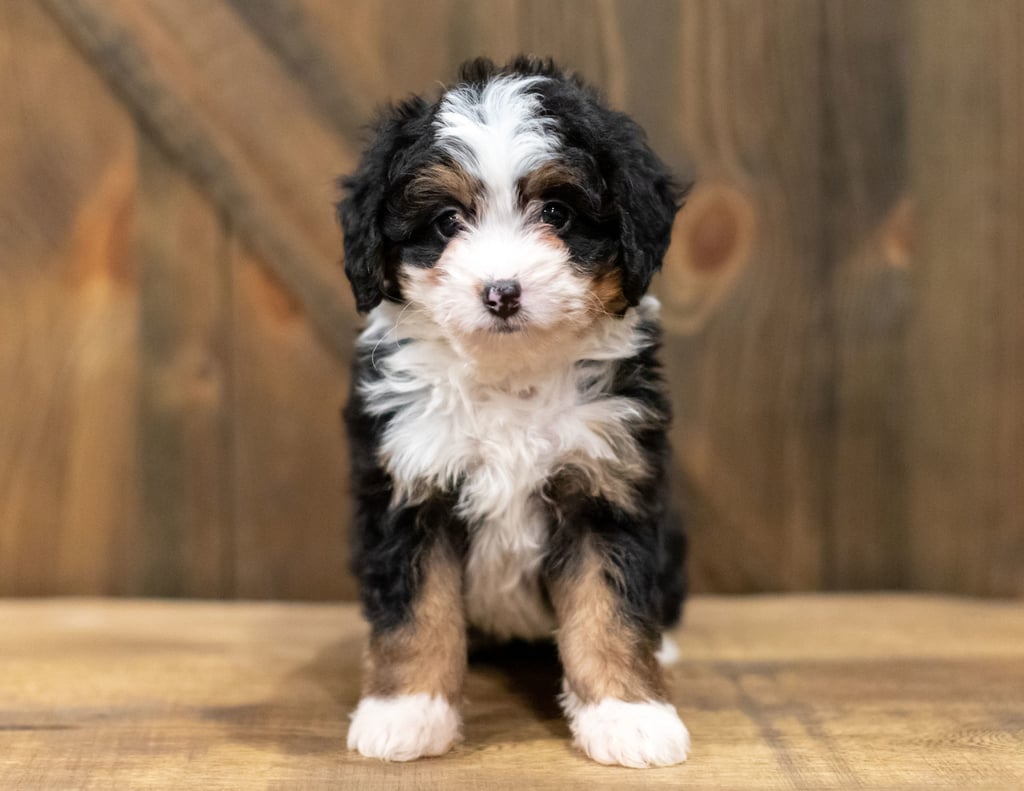 A picture of a Quella, one of our Mini Bernedoodles puppies that went to their home in Tennessee