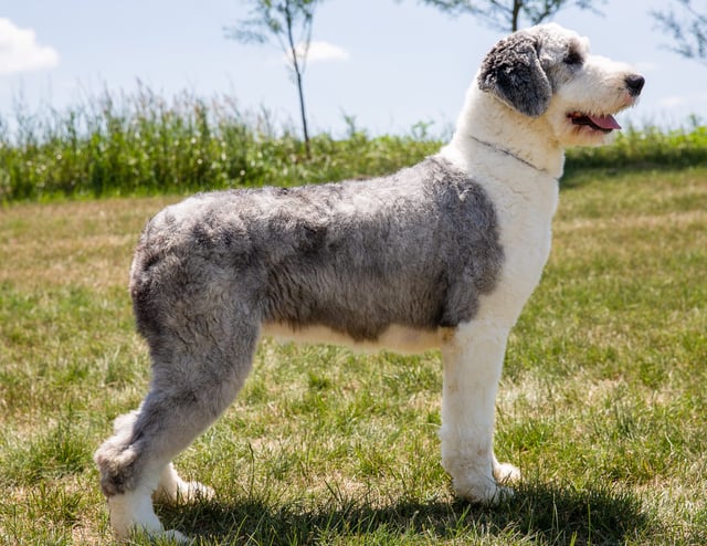 Anna is an  Old English Sheepdog and a mother here at Poodles 2 Doodles - Best Sheepadoodle and Goldendoodle Breeder in Iowa