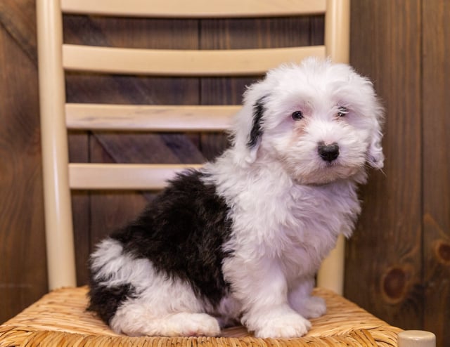 Sage is an F1 Sheepadoodle that should have  and is currently living in Missouri