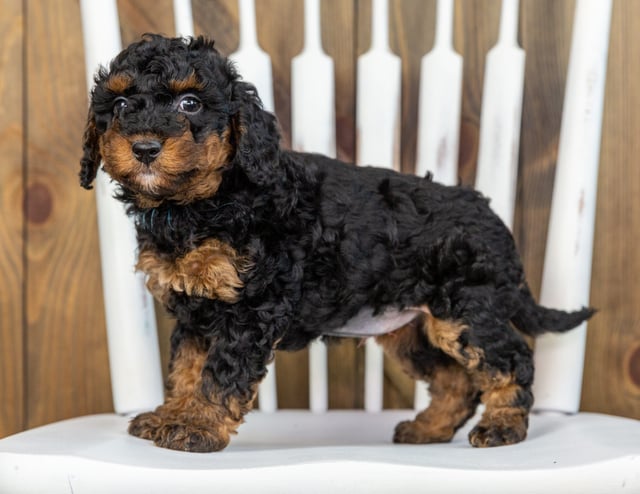 Toosie is an F1BB Bernedoodle that should have  and is currently living in Illinois