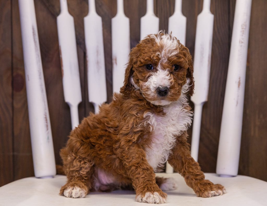 A picture of a Ohana, one of our Mini Goldendoodles puppies that went to their home in Iowa