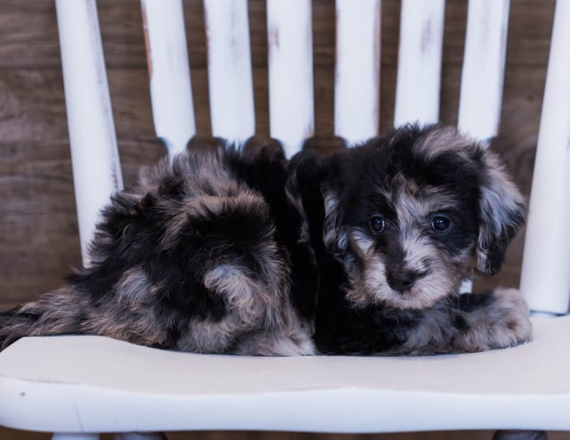 Velma came from Sassy and Ozzy's litter of F1 Goldendoodles