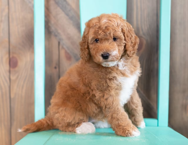 Wesley is an F1BB Goldendoodle that should have  and is currently living in Nebraska