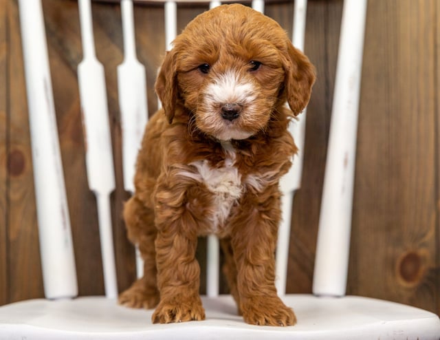 A picture of a Cora, one of our Mini Goldendoodles puppies that went to their home in Illinois