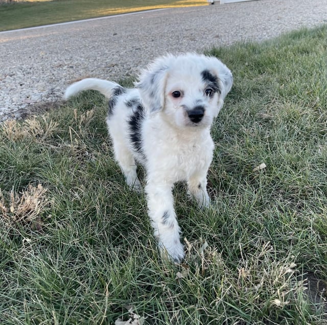 A picture of a Heath, one of our Mini Bernedoodles puppies that went to their home in Minnesota