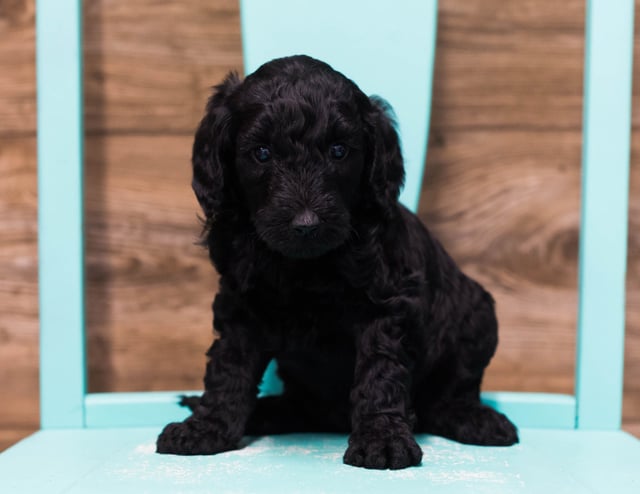 A picture of a Adele, one of our Standard Goldendoodles puppies that went to their home in Michigan