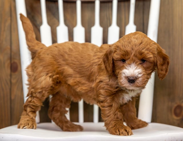 Cora is an F1 Goldendoodle that should have  and is currently living in Illinois