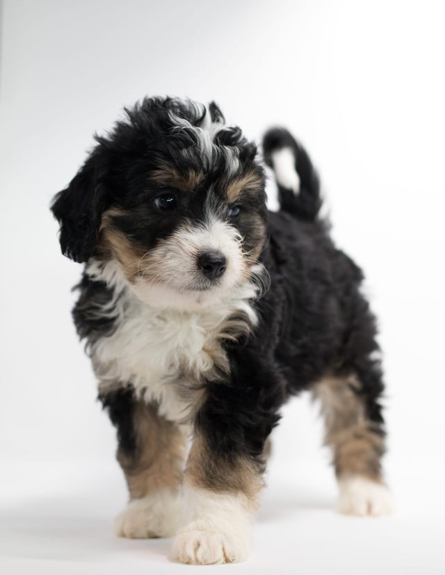 Frodo is an F1 Bernedoodle for sale in Iowa.