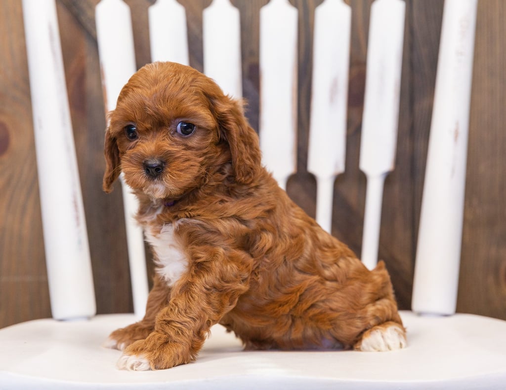 Poppy is an F1 Cavapoo that should have  and is currently living in Texas