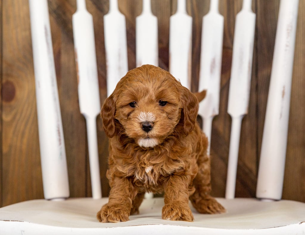 A picture of a Quamy, one of our Mini Goldendoodles puppies that went to their home in Minnesota