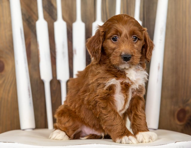 A picture of a Rain, one of our Mini Irish Doodles puppies that went to their home in New Jersey