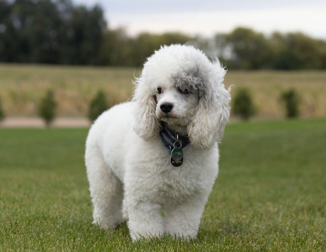 A picture of one of our Poodle father's, Grimm.