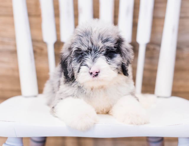 A litter of Standard Sheepadoodles raised in Iowa by Poodles 2 Doodles