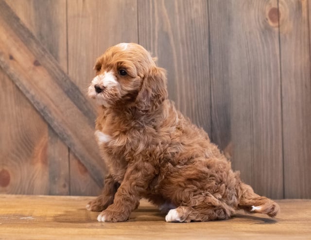 Ivan came from Paisley and Rugar's litter of F1BB Goldendoodles