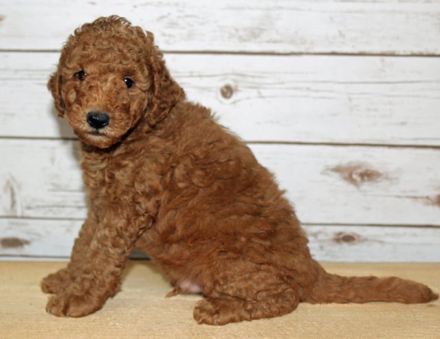 Xukes is an F2B Goldendoodle that should have  and is currently living in Iowa