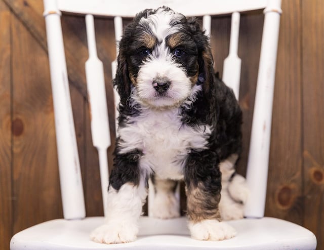 Gizmo came from Kiaya and Bentley's litter of F1 Bernedoodles