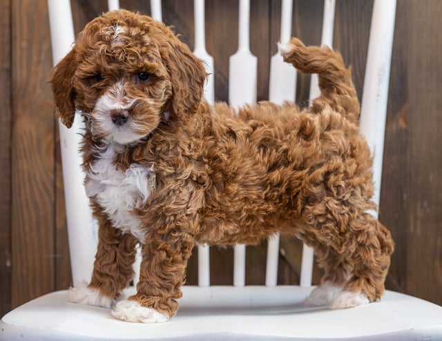 Bonnie is an F1B Goldendoodle that should have  and is currently living in California