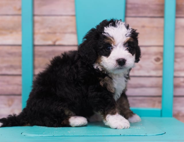 Luka is an F1 Bernedoodle that should have  and is currently living in Florida