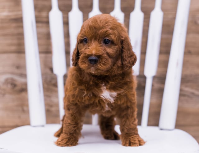 A picture of a Tank, one of our Mini Irish Doodles puppies that went to their home in Illinois