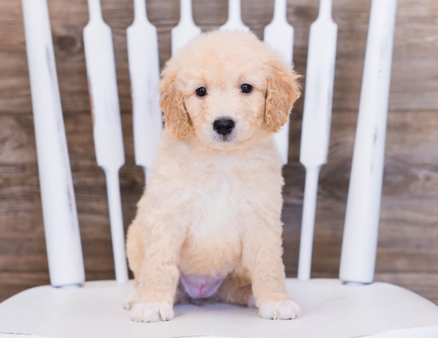 A picture of a Vara, one of our Mini Goldendoodles puppies that went to their home in Minnesota