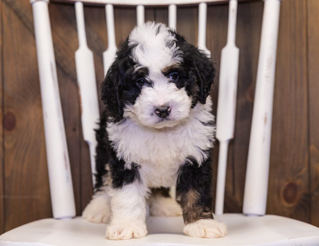 Yasko came from Jersey and Parker's litter of F1 Bernedoodles