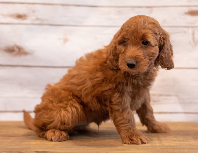 Ned is an F1 Irish Doodle that should have  and is currently living in Texas