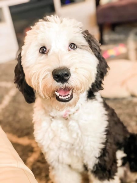 F1 Sheepadoodle in Iowa