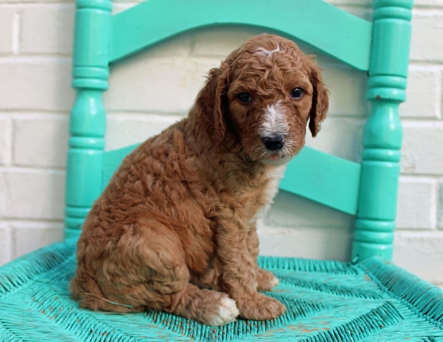 Marcel is an F1BB Irish Doodle that should have  and is currently living in Minnesota 
