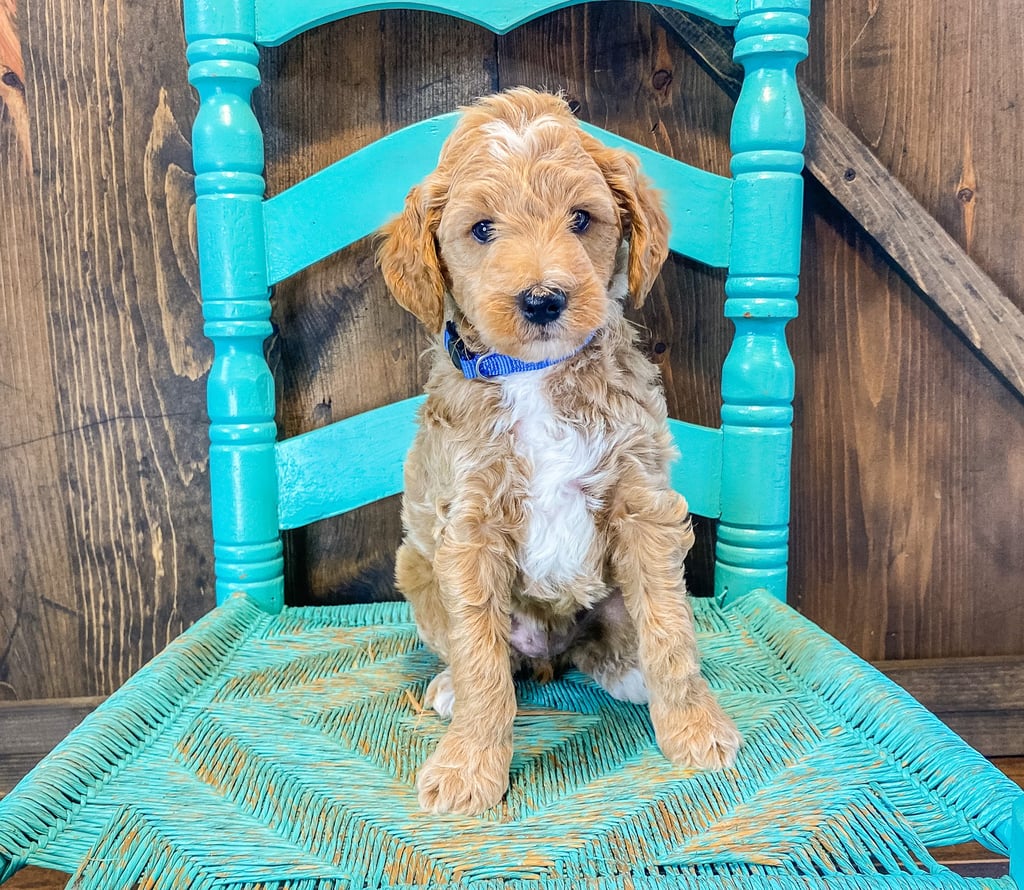 AJ came from Tatum and Teddy's litter of F2B Goldendoodles