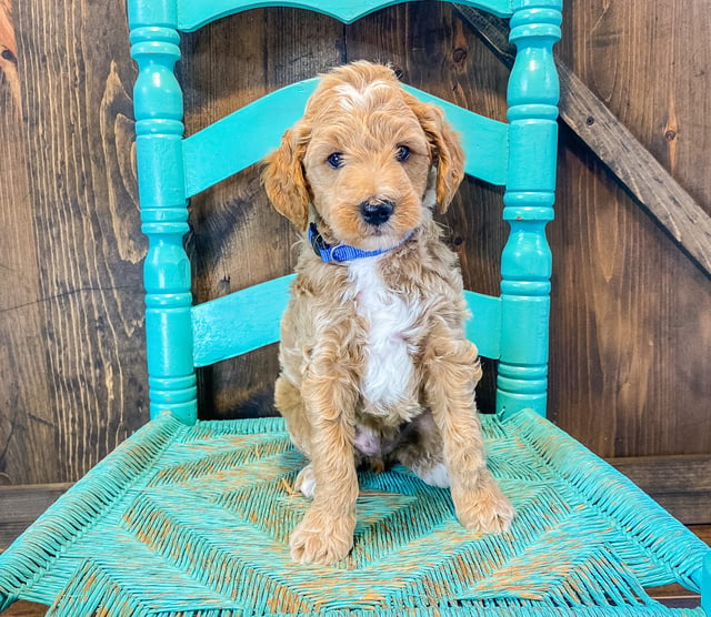 A litter of Mini Goldendoodles raised in Iowa by Poodles 2 Doodles