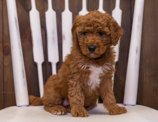 Olive came from LuLu and Teddy's litter of F2B Goldendoodles