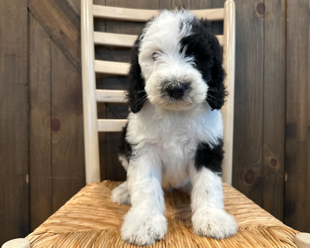 A picture of a Kevin, one of our Standard Sheepadoodles puppies that went to their home in Illinois 