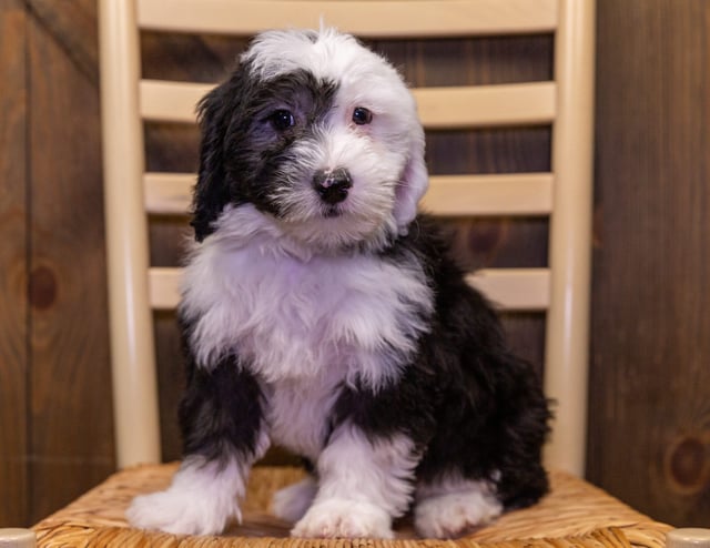 Sophie is an F1 Sheepadoodle that should have  and is currently living in Texas