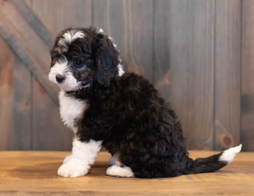 Sky is an F1 Bernedoodle that should have  and is currently living in Washington 