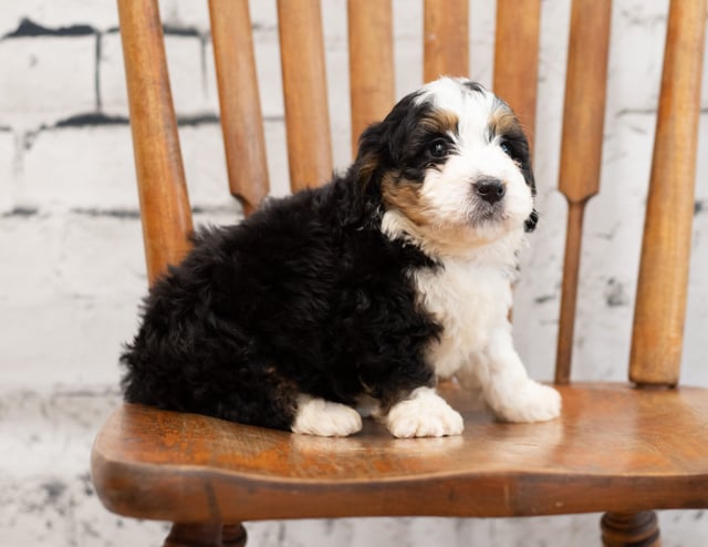 A picture of a Pal, a gorgeous Mini Bernedoodles for sale
