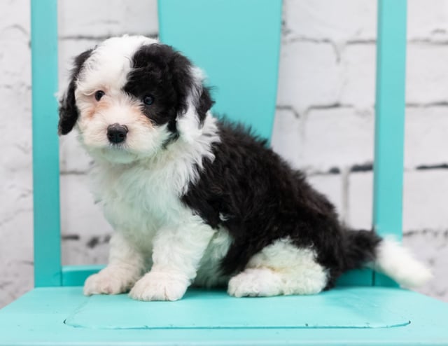 Skye came from Piper and Stanley's litter of F1 Sheepadoodles