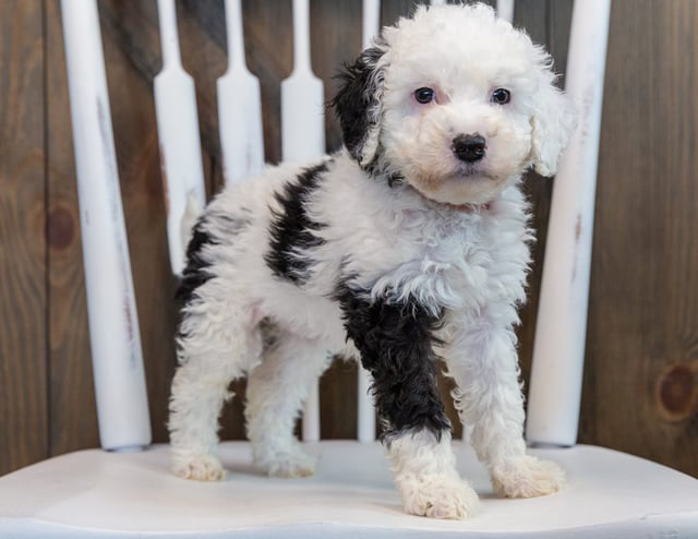 A picture of a Opal, one of our Mini Sheepadoodles puppies that went to their home in Wisconsin 