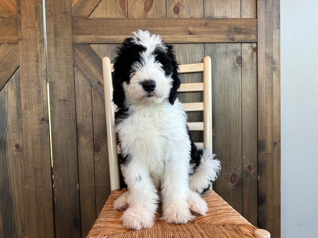 A picture of a Brutus, one of our Standard Sheepadoodles puppies that went to their home in Minnesota 