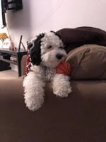 Mini Sheepadoodle in Indiana